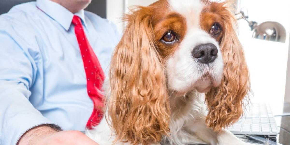 Blog ¿Qué ventajas tiene llevar el perro al trabajo? - asesor laboral valencia, madrid, barcelona, zaragoza, bilbao - gestoría laboral y asesoría laboral